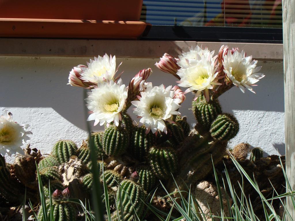 Hostal Les Fonts Castellar De N'Hug Bagian luar foto